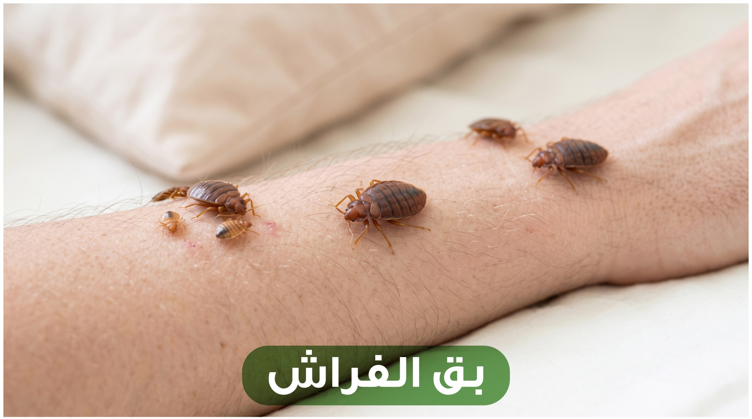 Bed Bug